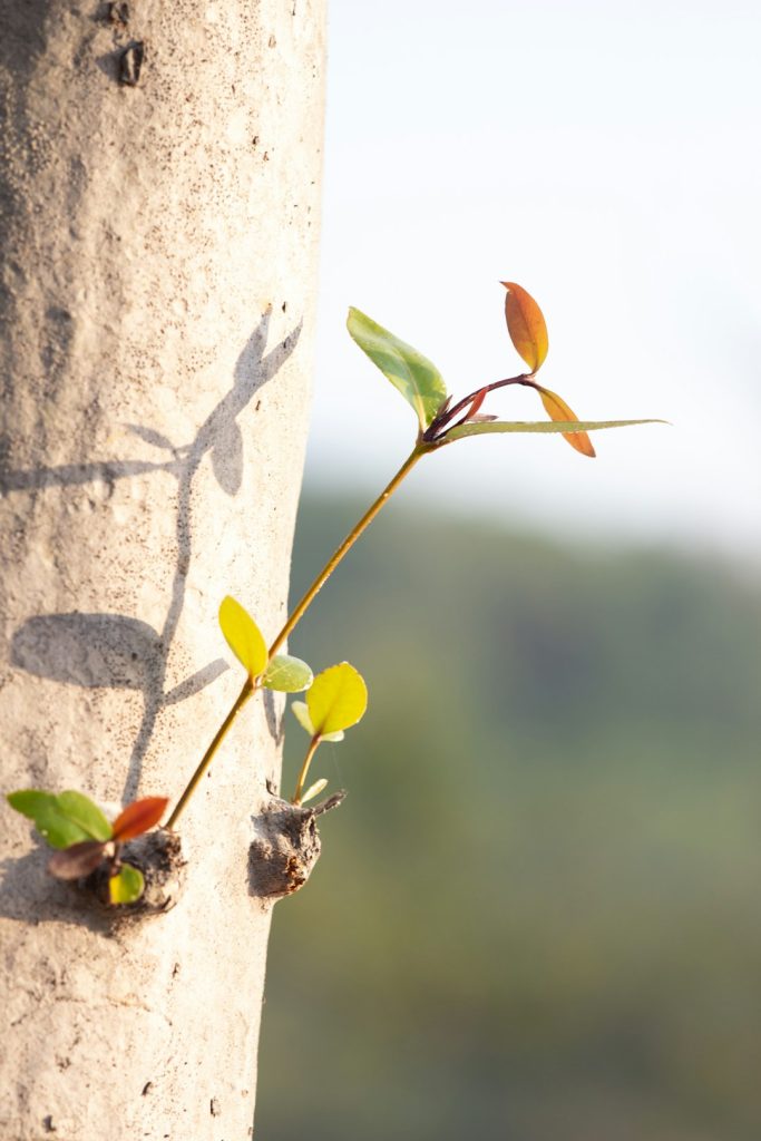 איך עסקים קטנים מצליחים נגד כל הסיכויים